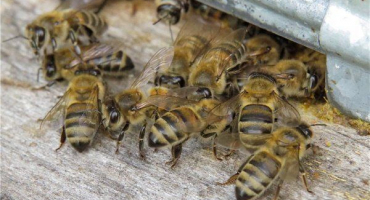 Příčiny, příznaky a způsoby, jak se vypořádat s krádeží včel